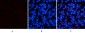 p38 (phospho Thr180) Polyclonal Antibody